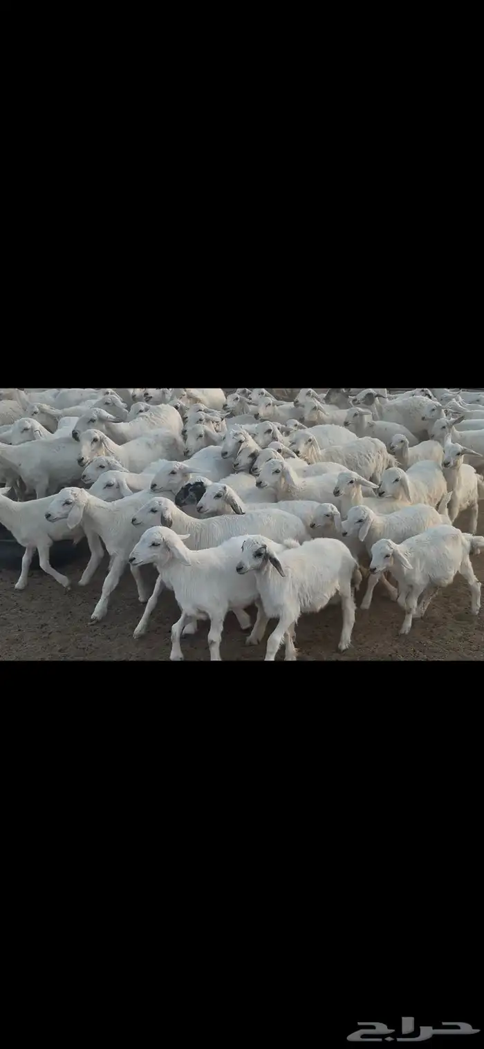 غنم حريه متابيع . 11