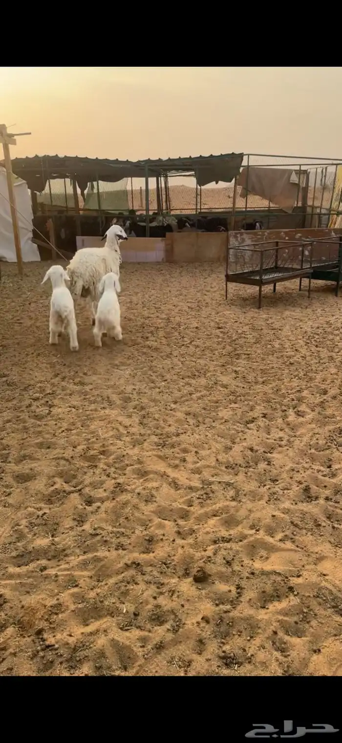 للبيع شاه رباع متاومه 1
