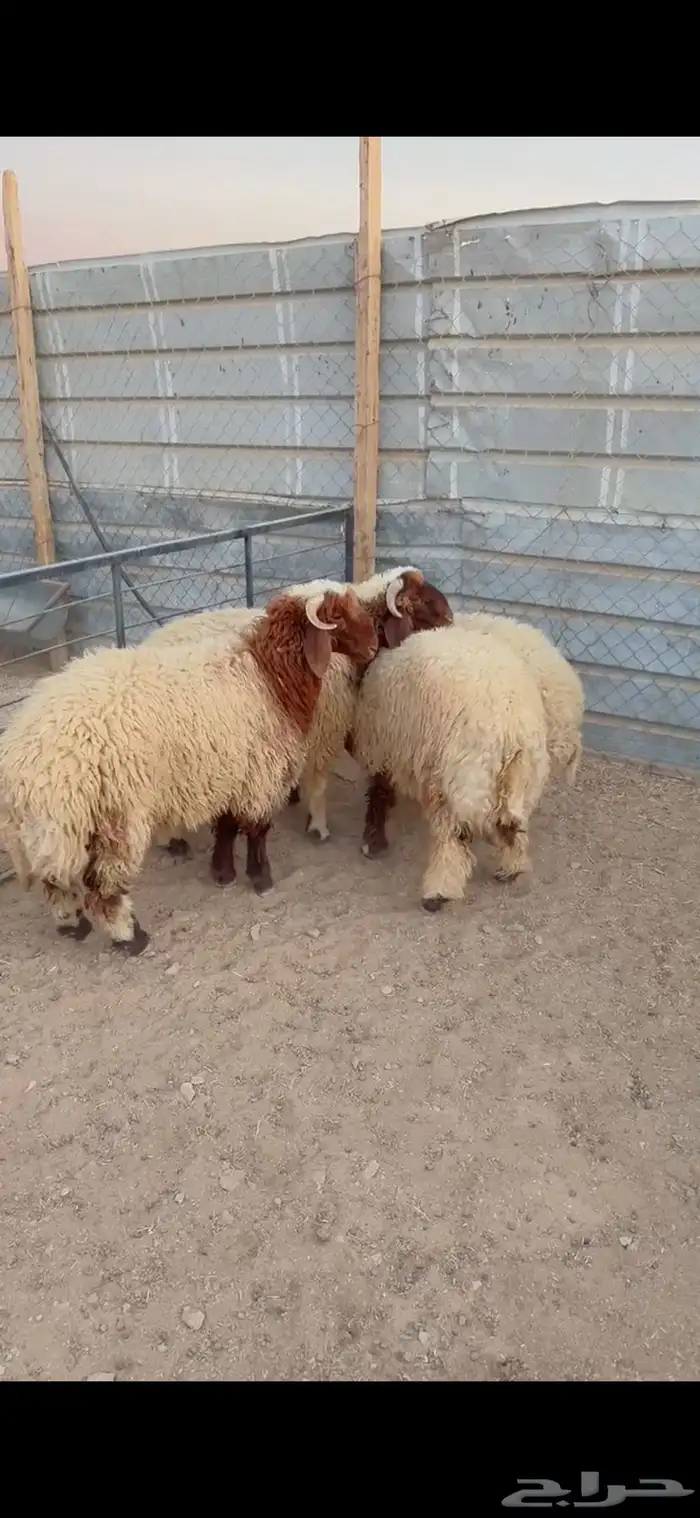 طليان نعيم الريآض حي الشفآء آي مكان نوصل فيه ذبح باقي اربعه 0