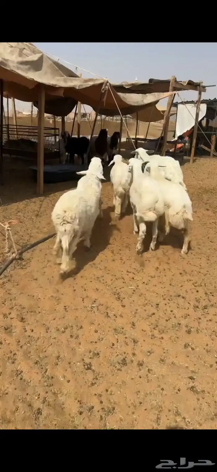 للبيع بهم حري 1