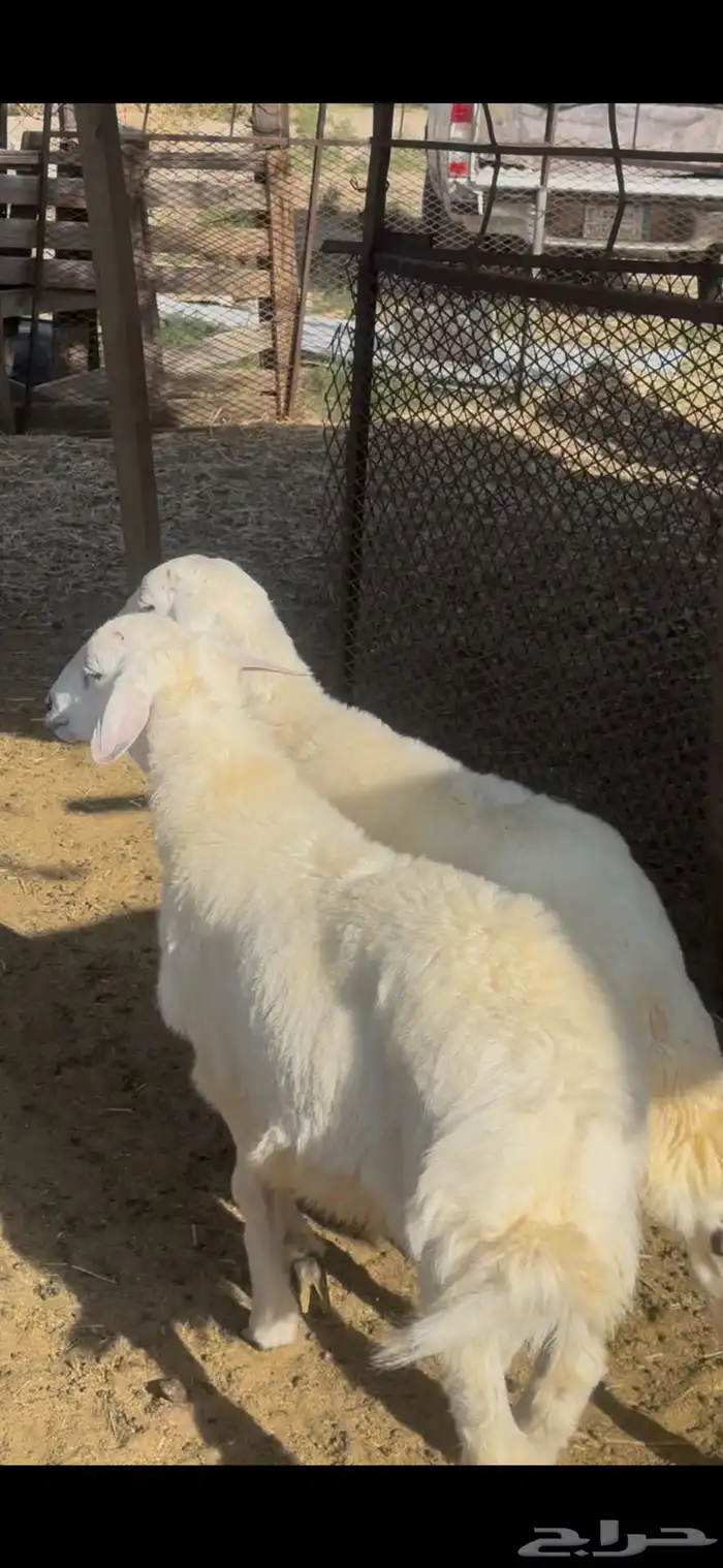 بهم حري كفو 0