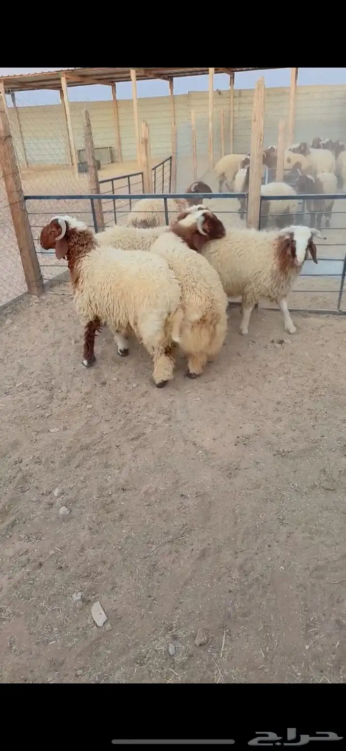 طليان نعيم الريآض حي الشفآء آي مكان نوصل فيه ذبح باقي اربعه 1