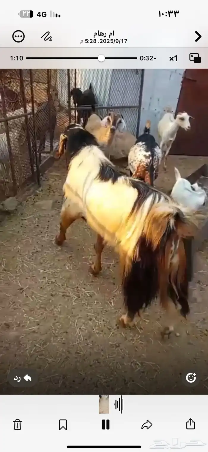 تيس فحل للبيع مشاء الله 4