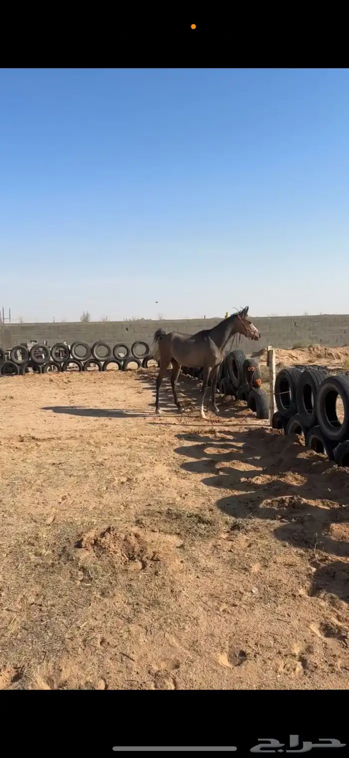 مهر واهو عربي بأوراقه 3