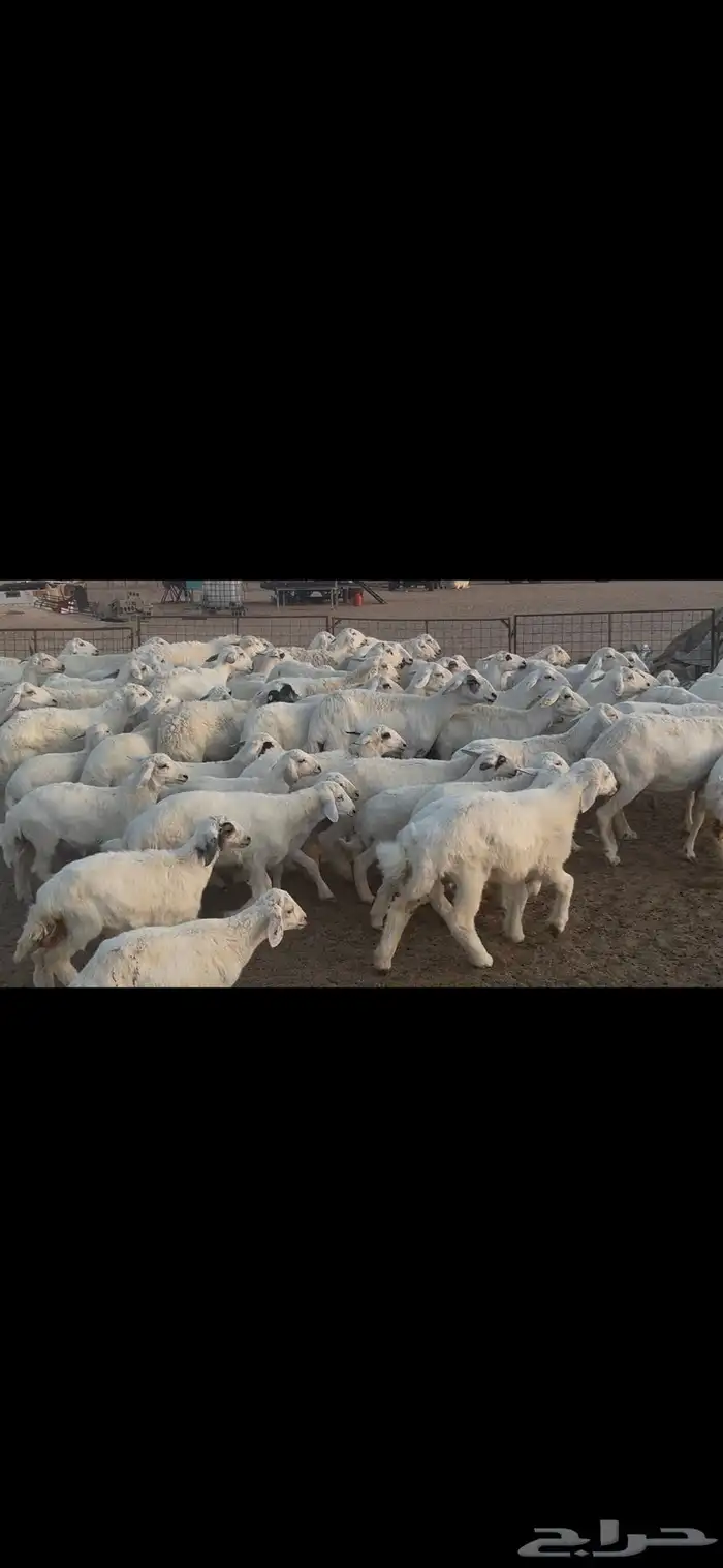 غنم حريه متابيع . 8