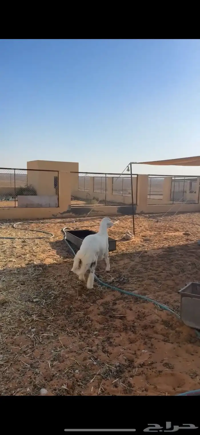 حري فاخر 0