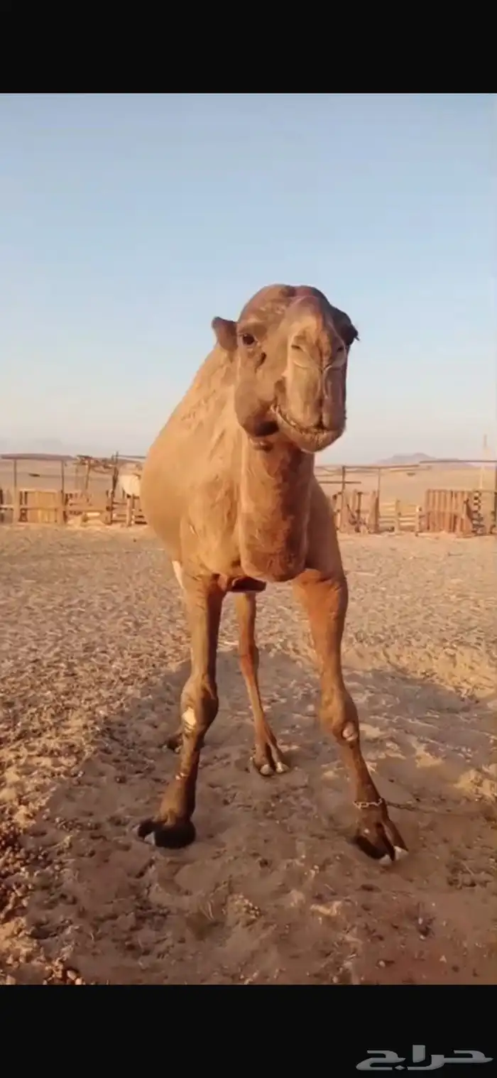 بعير فحل 3