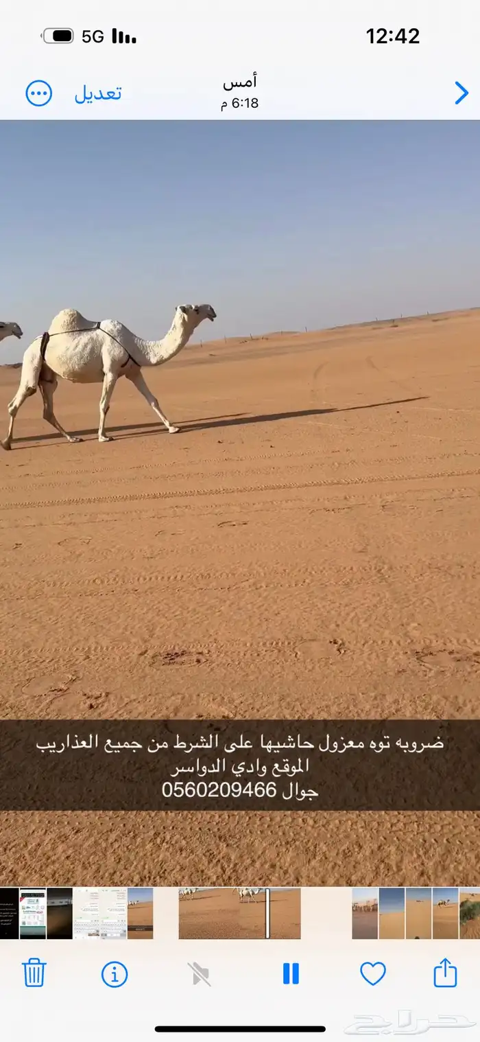 ضروبه توه معزول ولدها شرط 0