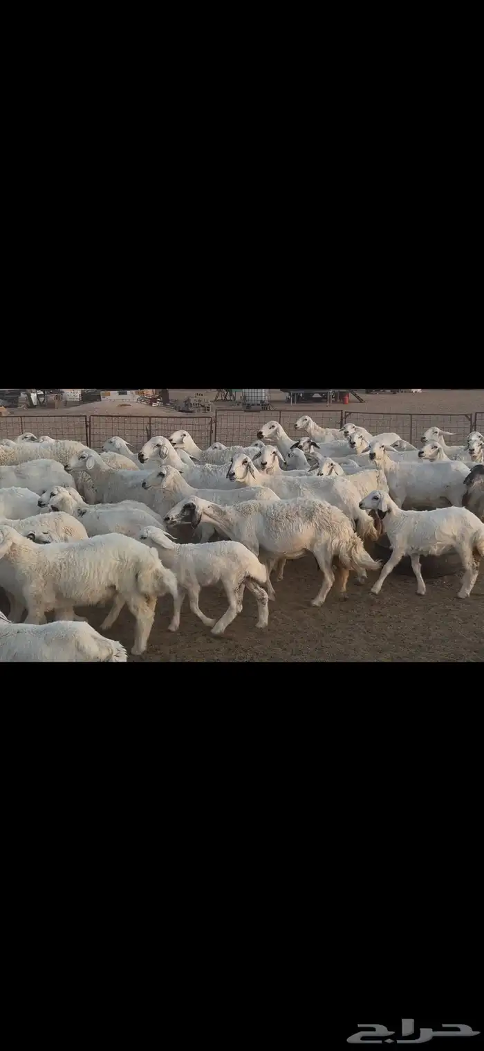 غنم حريه متابيع . 9