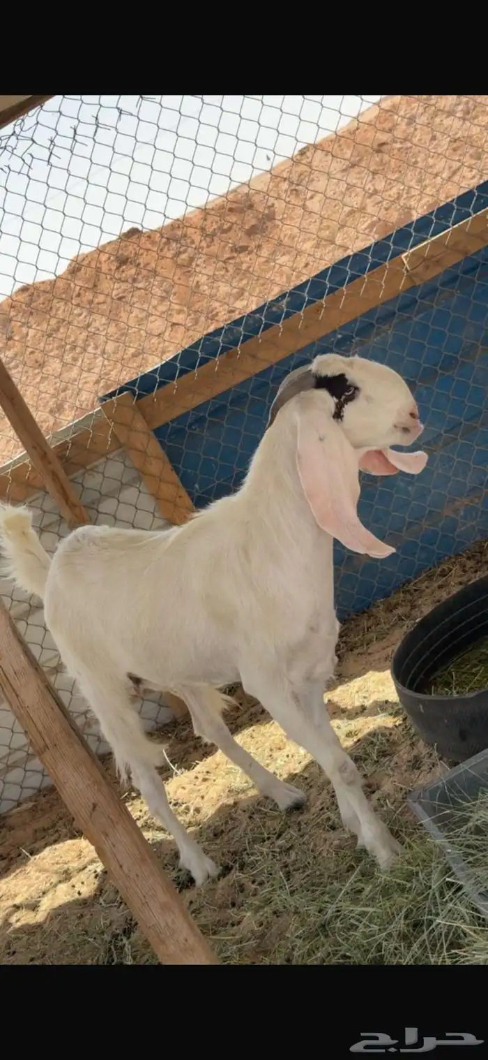 معزا مسروقه اليوم الساعه 12 الظهر 0