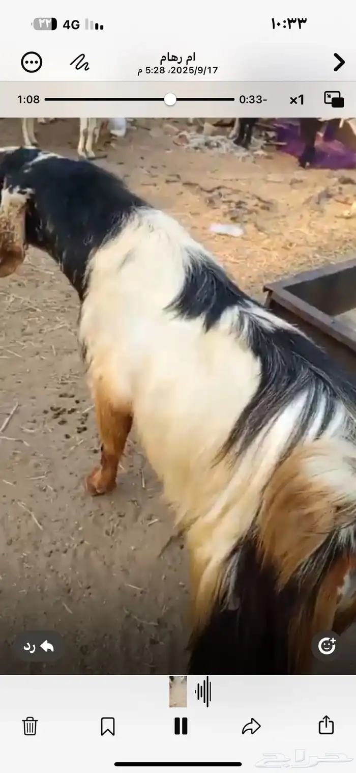 تيس فحل للبيع مشاء الله 3