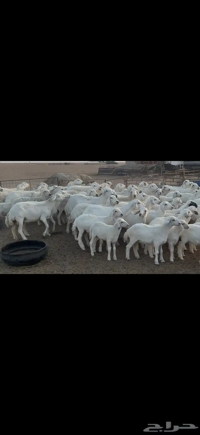 غنم حريه متابيع . 13