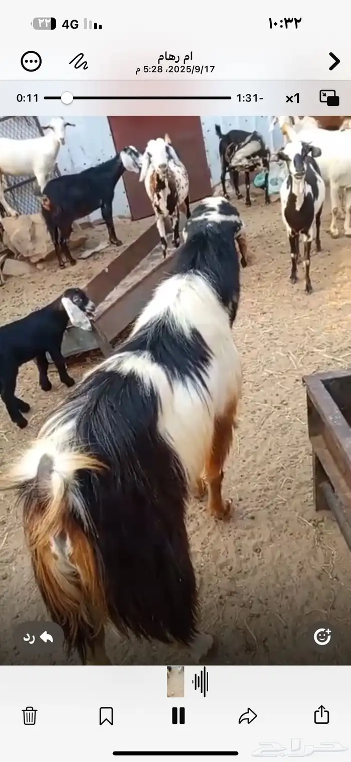 تيس فحل للبيع مشاء الله 0