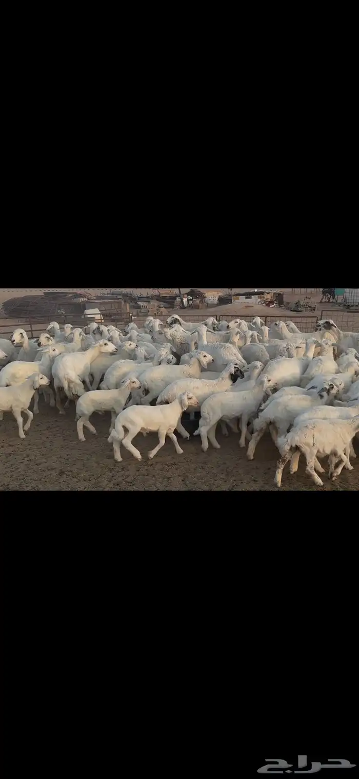 غنم حريه متابيع . 16