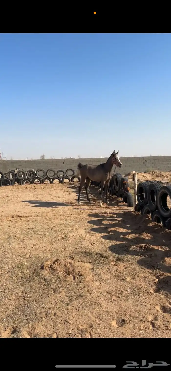 مهر واهو عربي بأوراقه 6