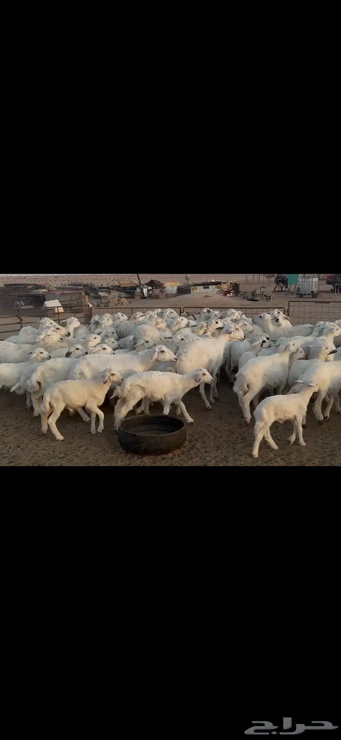 غنم حريه متابيع . 19