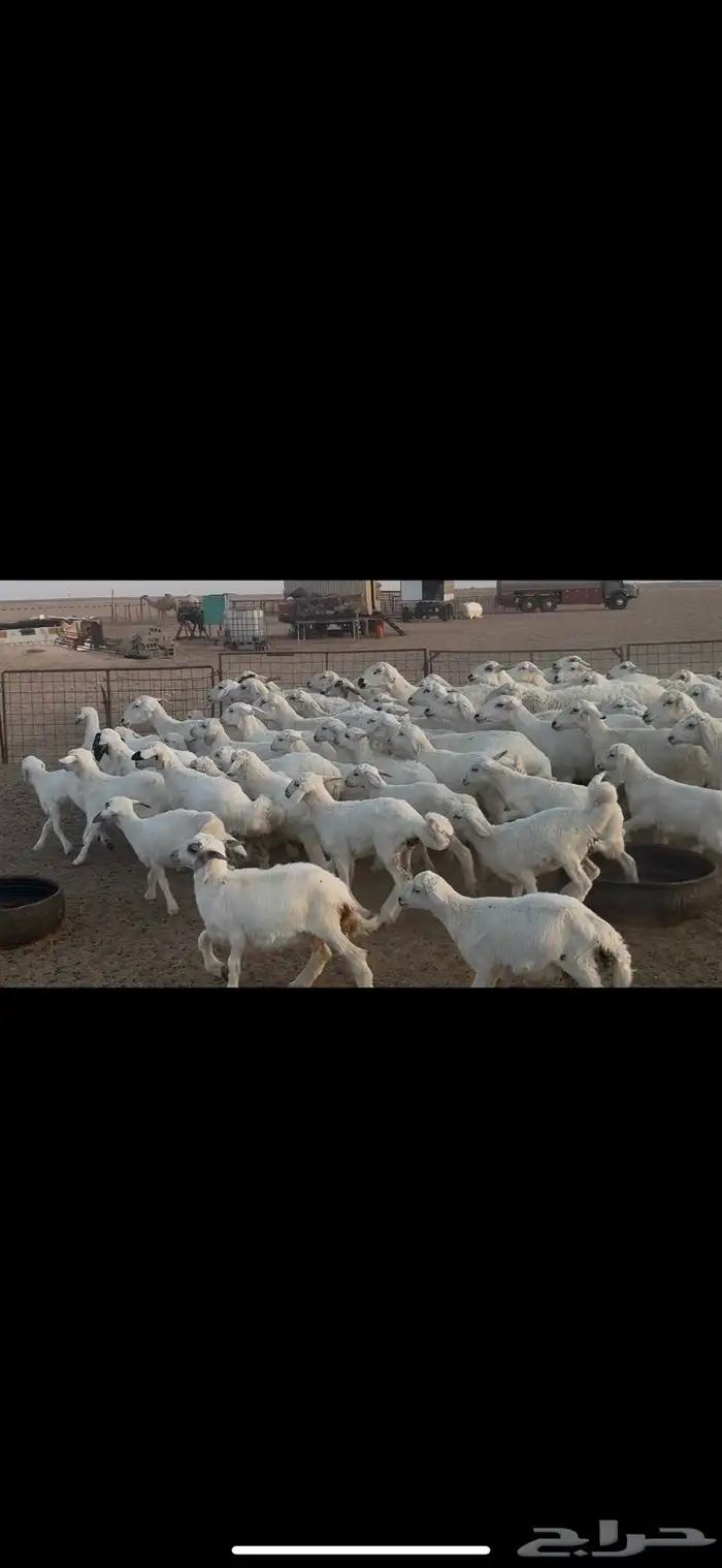 غنم حريه متابيع . 23