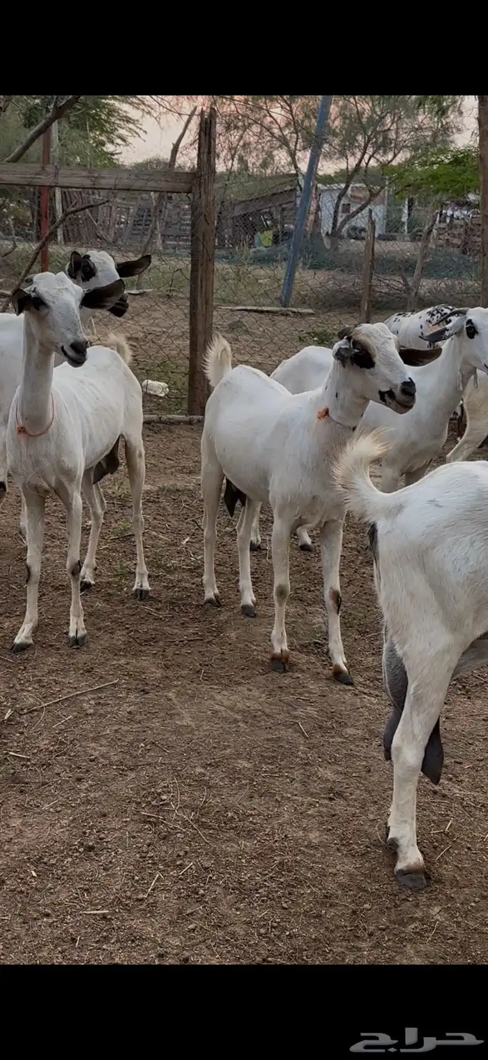 ماعز بيشيات للبيع 0