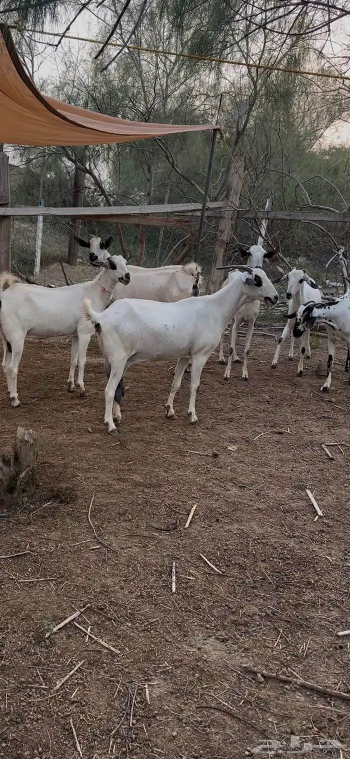 ماعز بيشيات للبيع 3