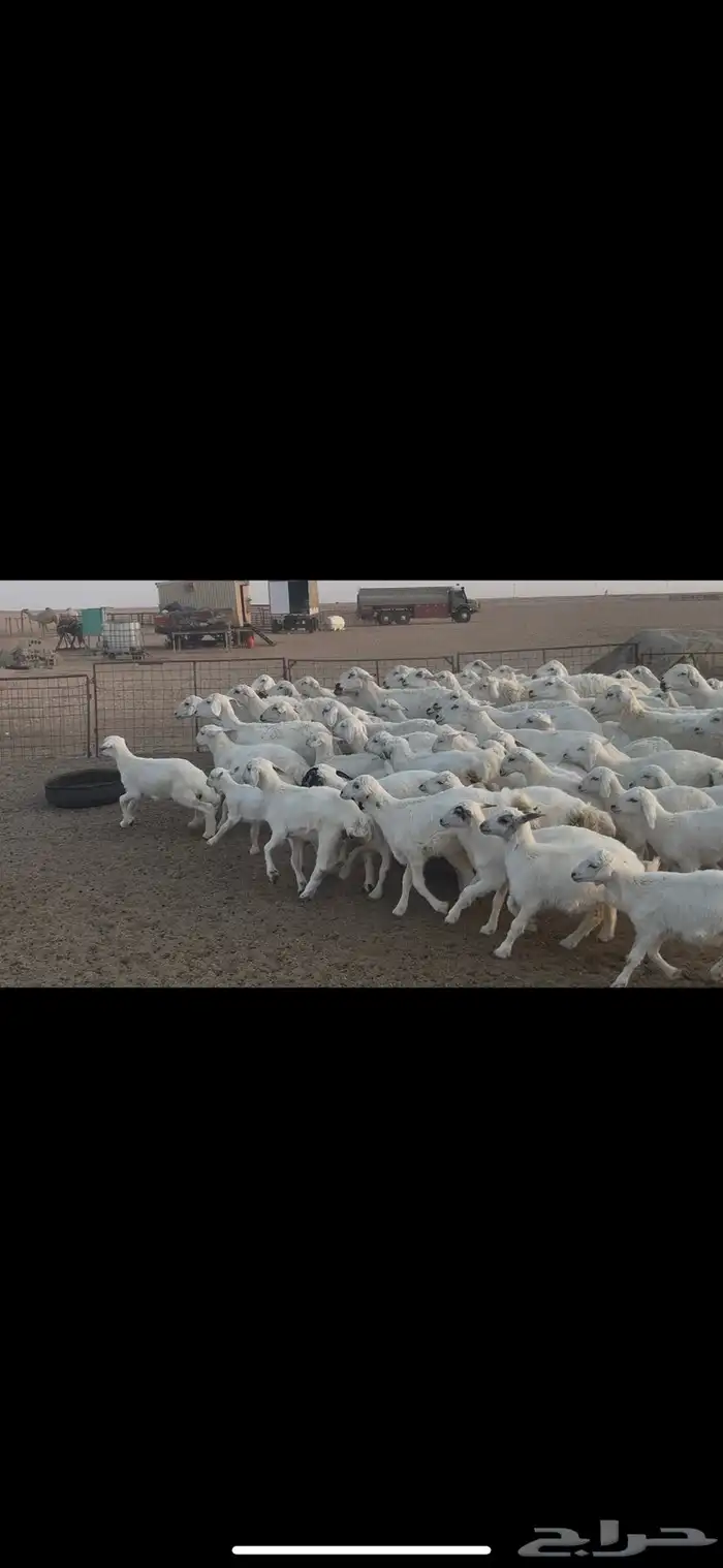 غنم حريه متابيع . 24