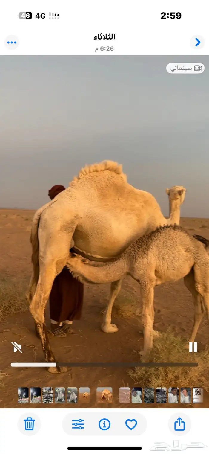 خلفات للبيع هداوه وحده تحتها بكر والثاني تحتهاقعود 0