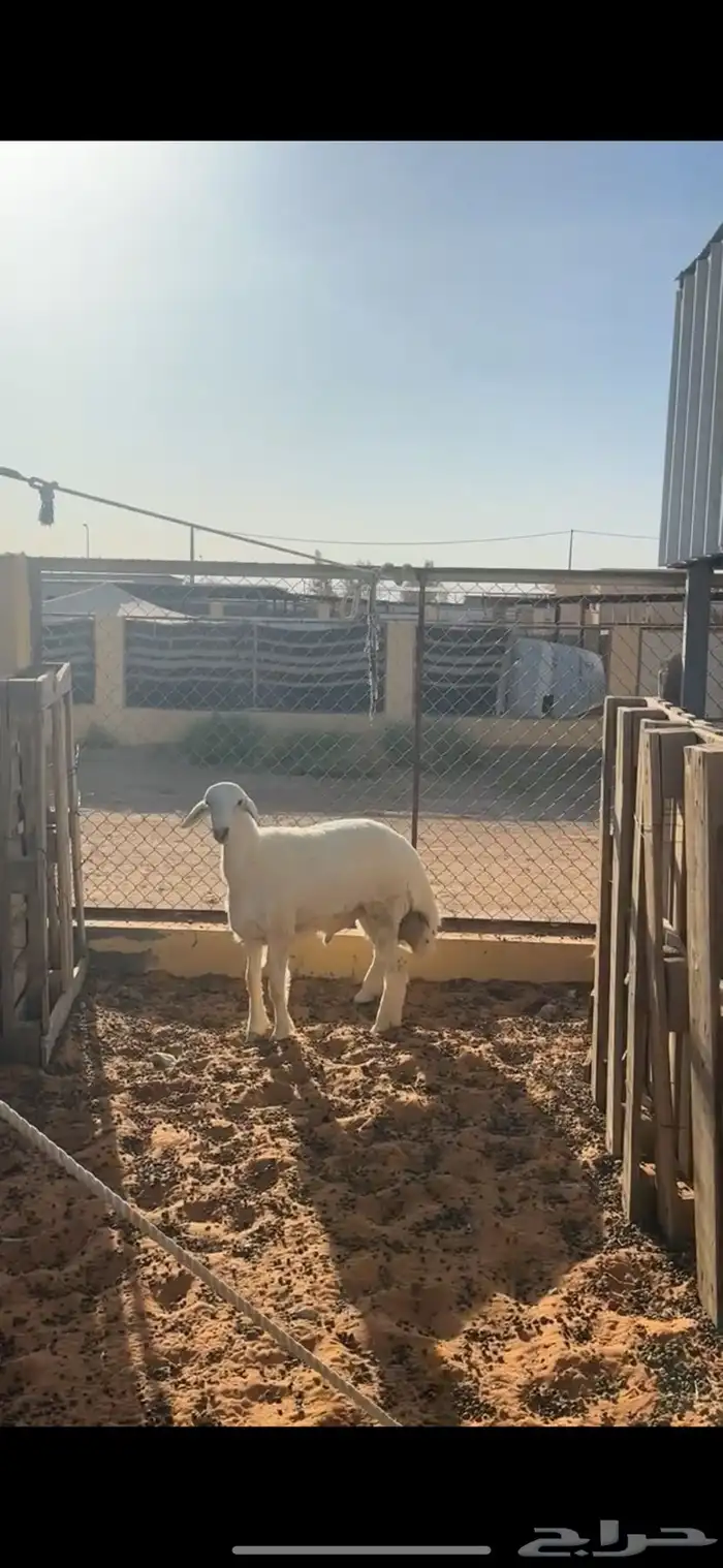 حري فاخر 5
