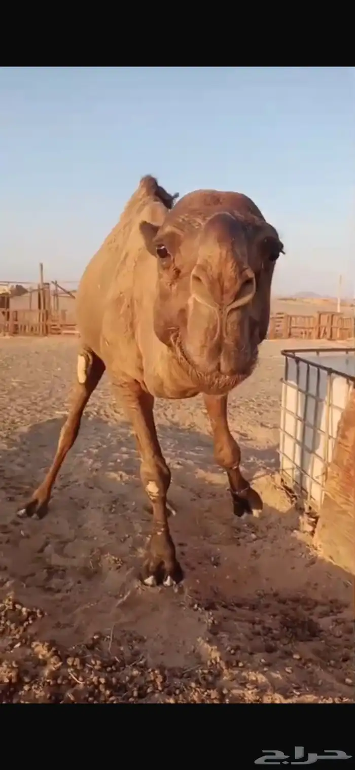 بعير فحل 0