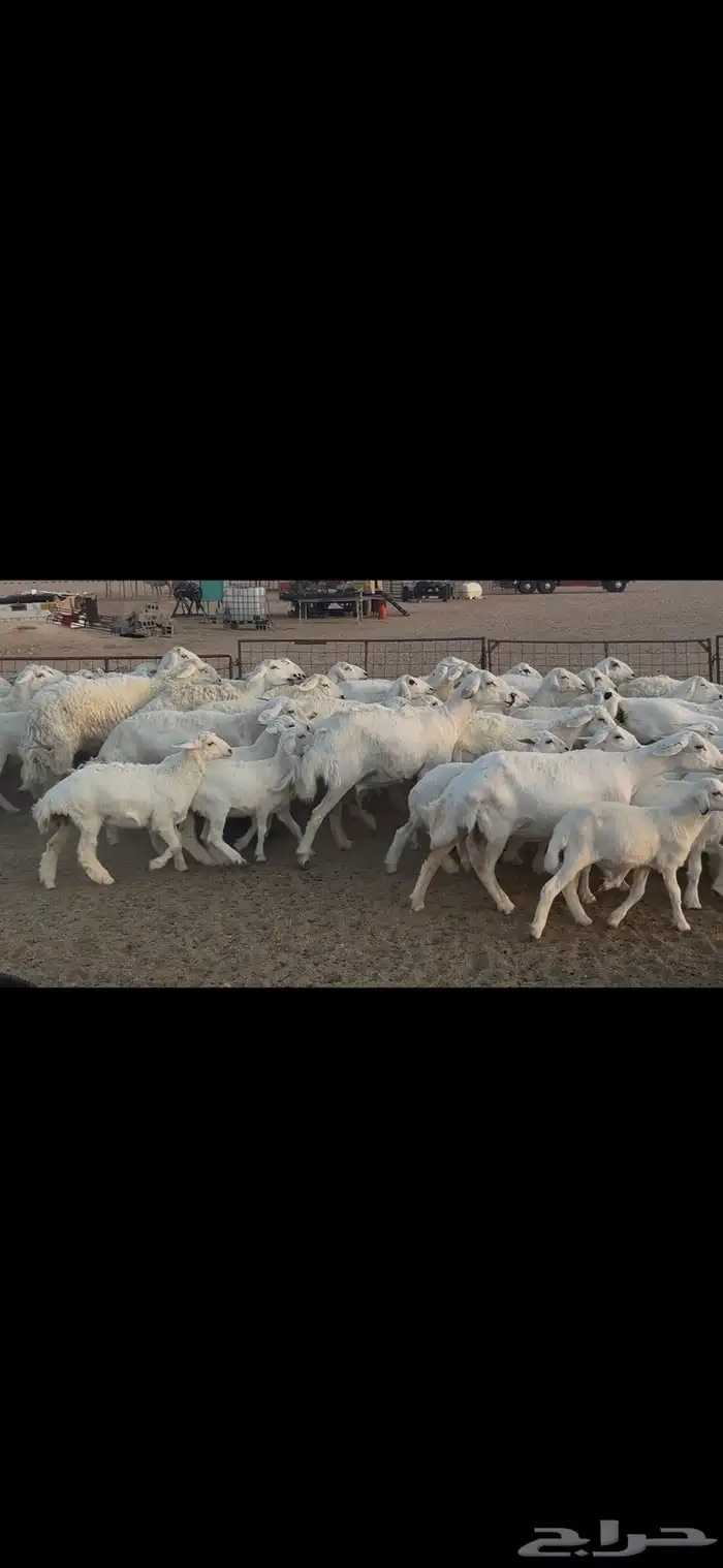 غنم حريه متابيع . 20