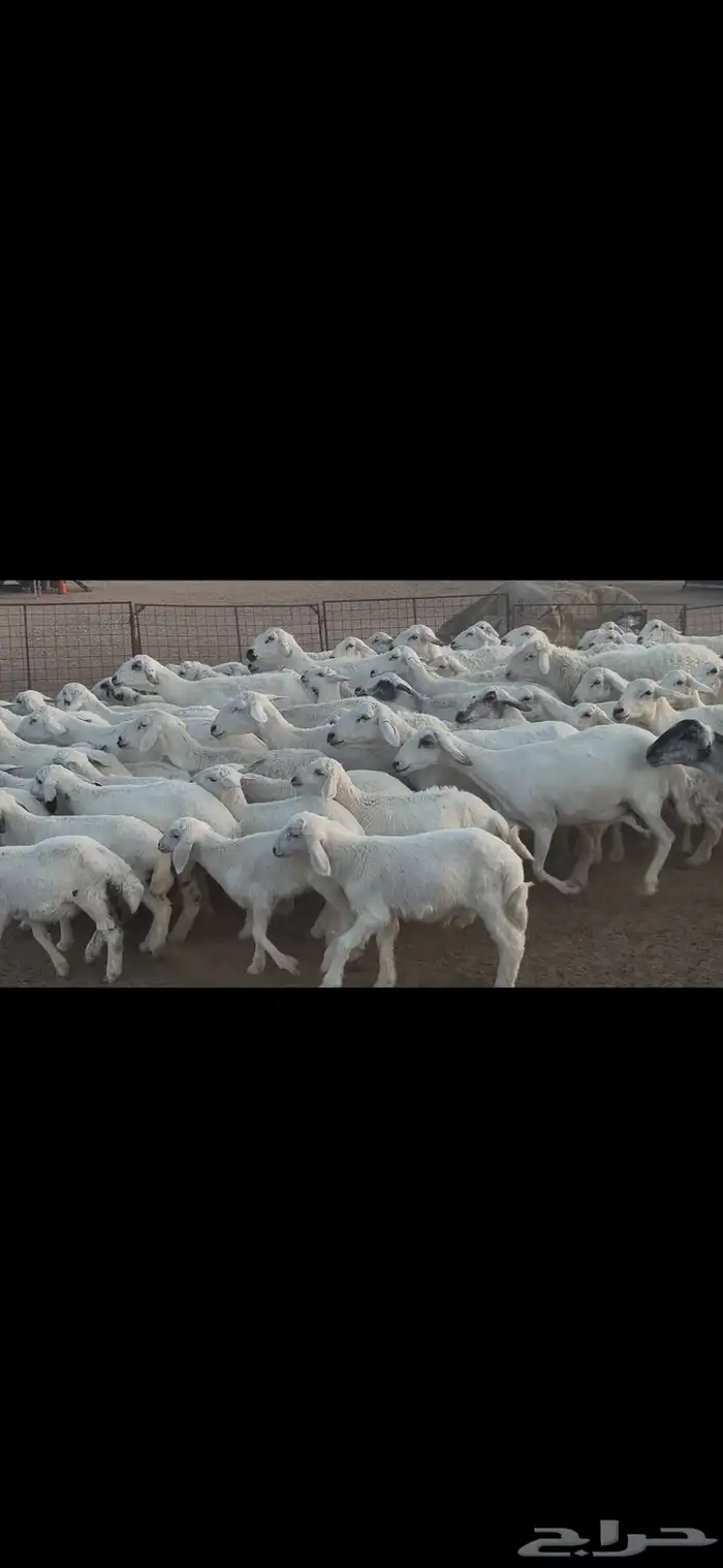 غنم حريه متابيع . 4
