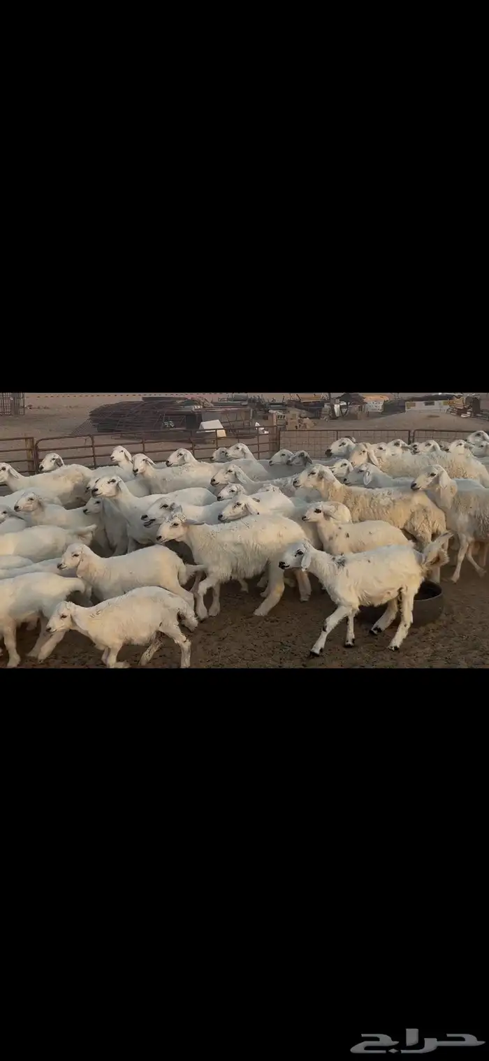 غنم حريه متابيع . 21