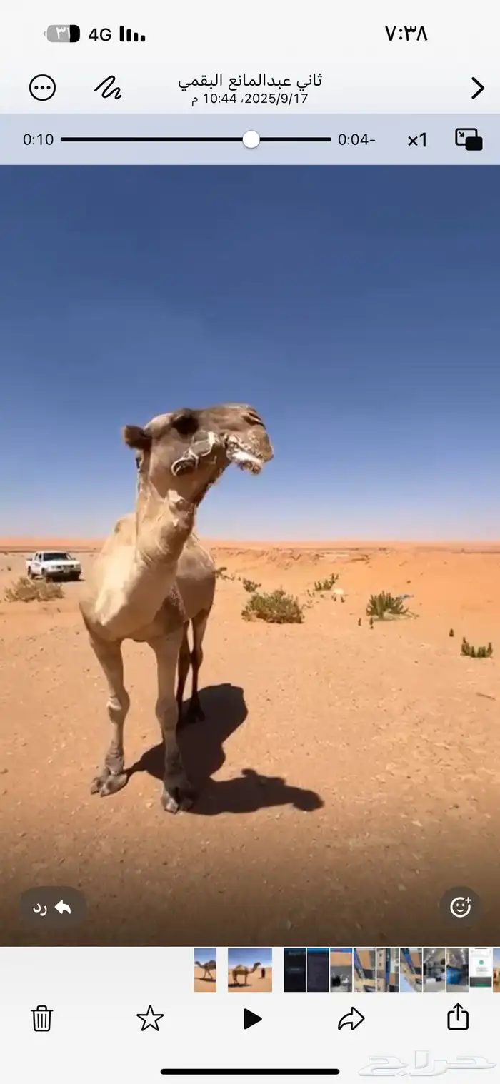 بعير فحل على بعارين ابو عجاريد 0