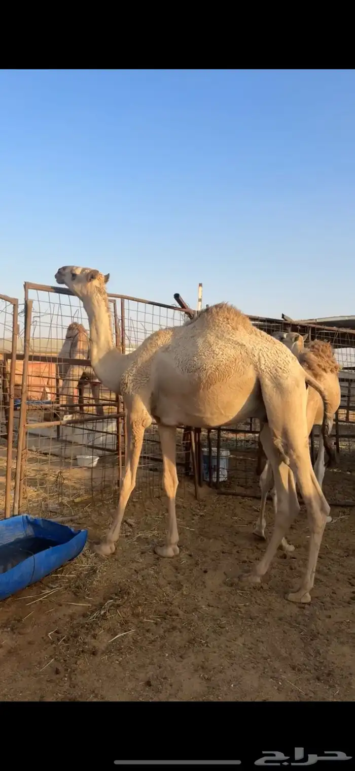 مفرود قعود اشقح سمين سليم شرط 4