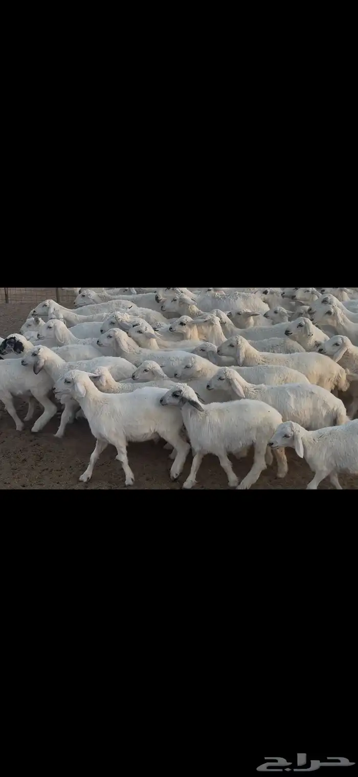 غنم حريه متابيع . 10