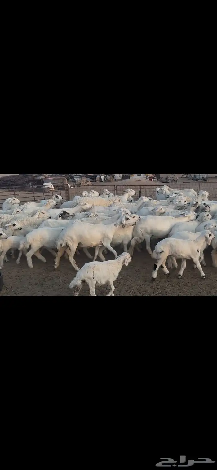 غنم حريه متابيع . 0