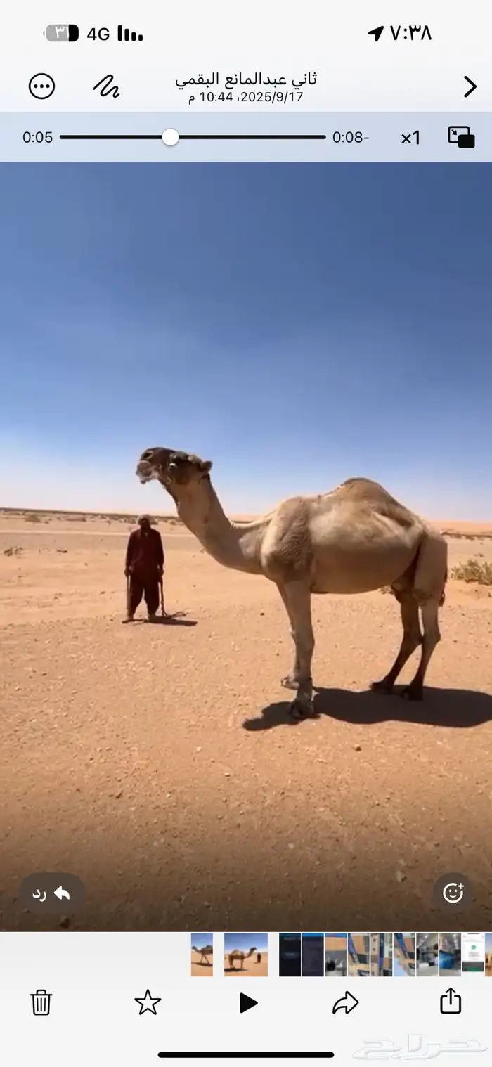 بعير فحل على بعارين ابو عجاريد 1