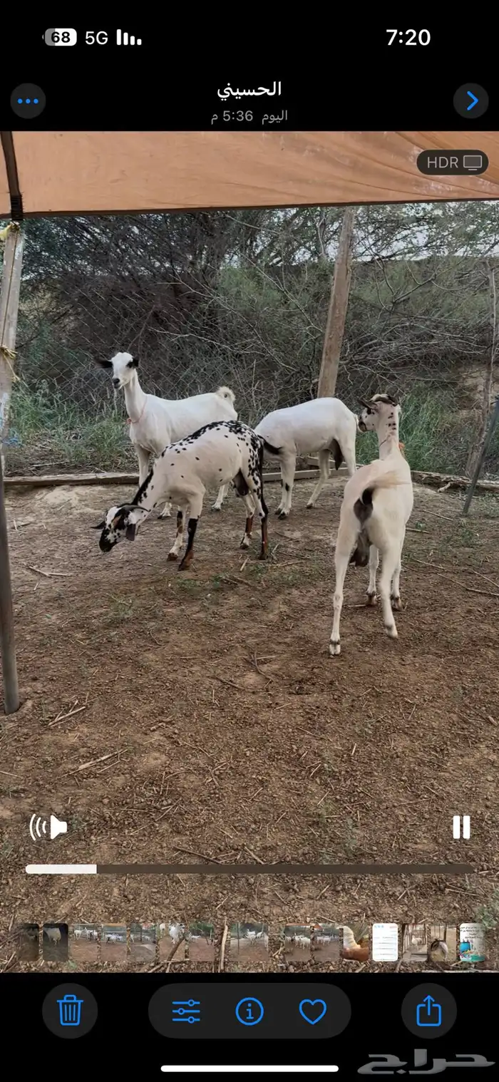 ماعز بيشيات للبيع 2