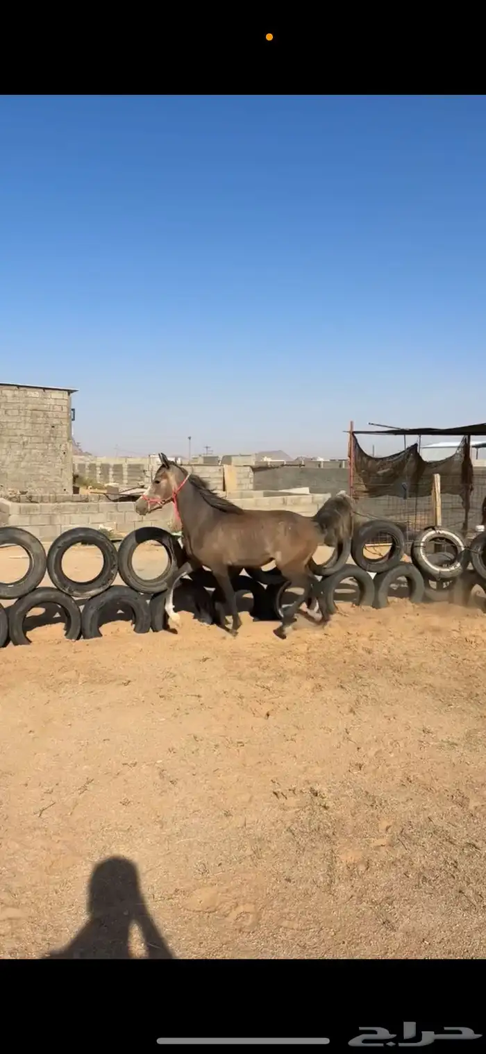 مهر واهو عربي بأوراقه 1