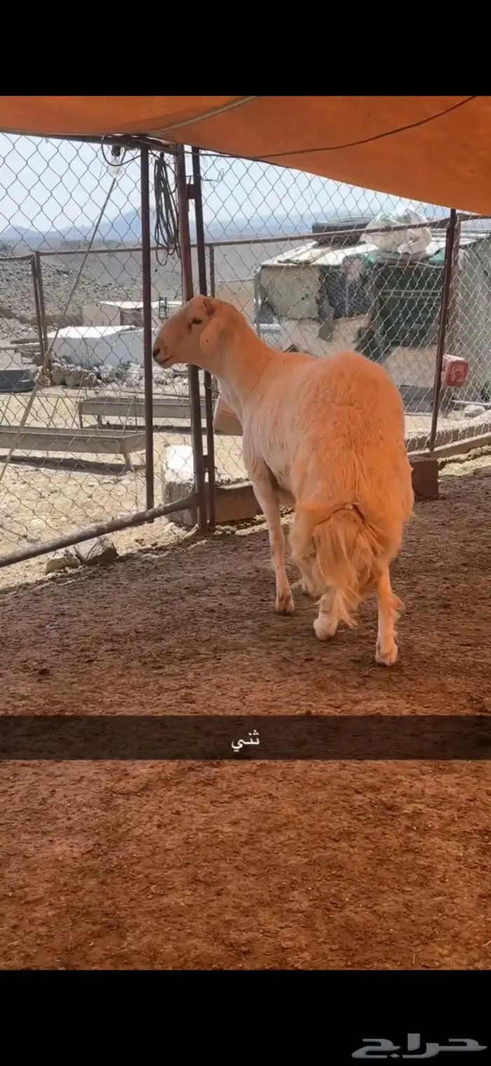 للبيع خروف فحل ثني صنف 0