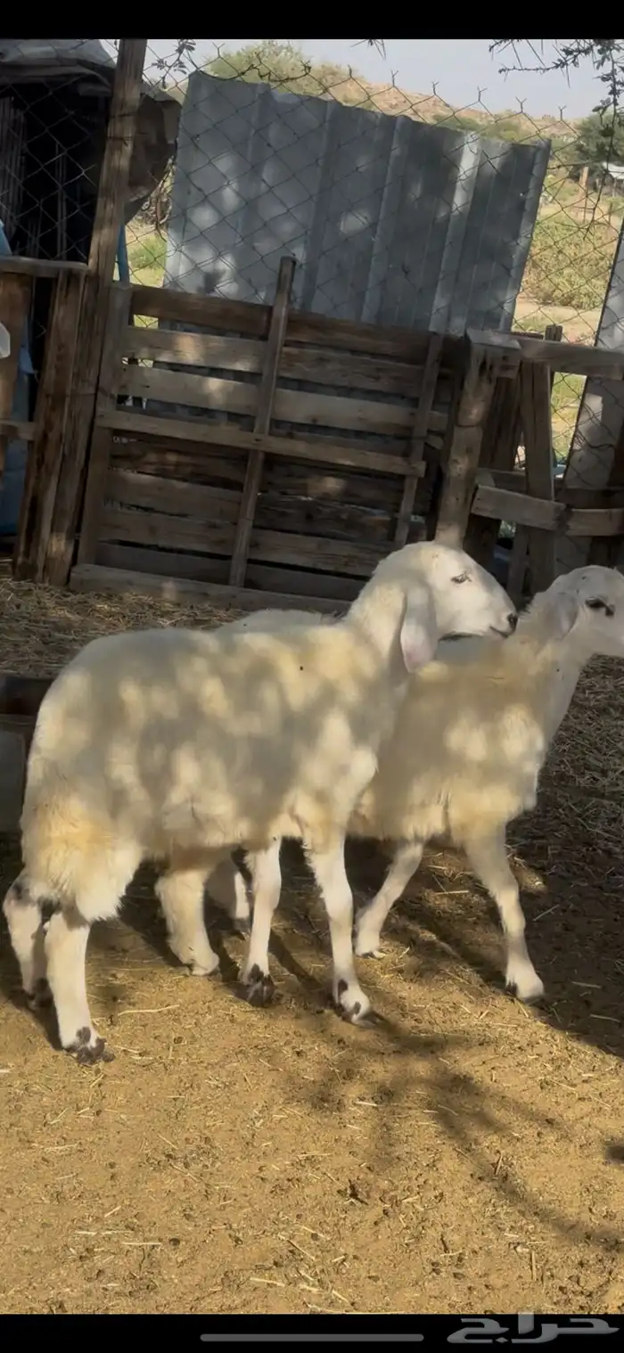 بهم حري كفو 1