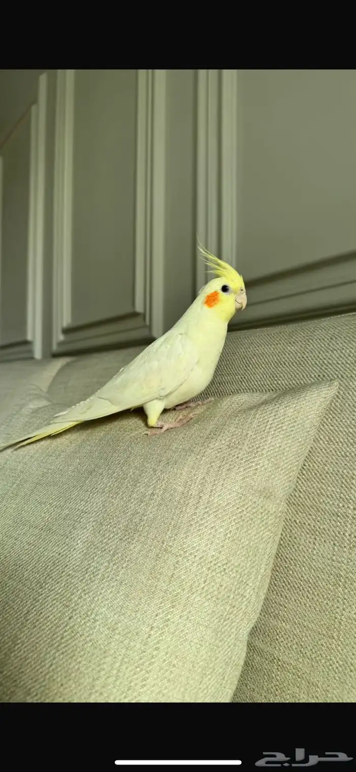 كروان ضايع مفقود كوكتيل ضائع الان بعوده 0