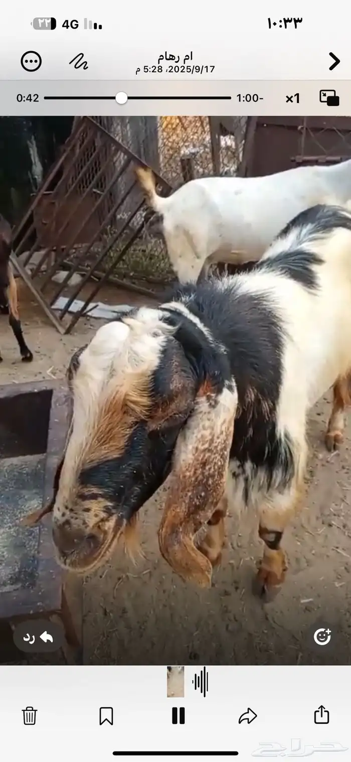 تيس فحل للبيع مشاء الله 6