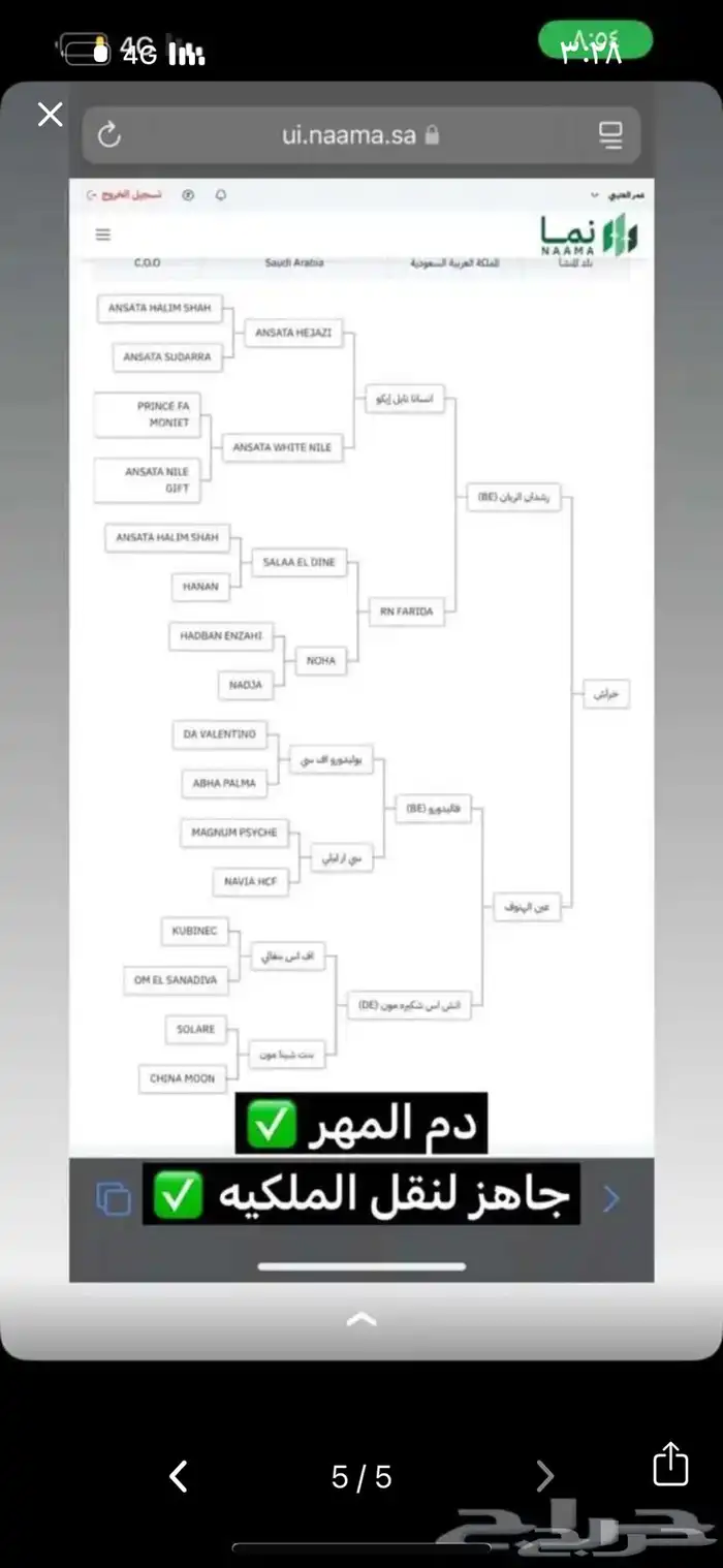 مهر واهو عربي بأوراقه 8