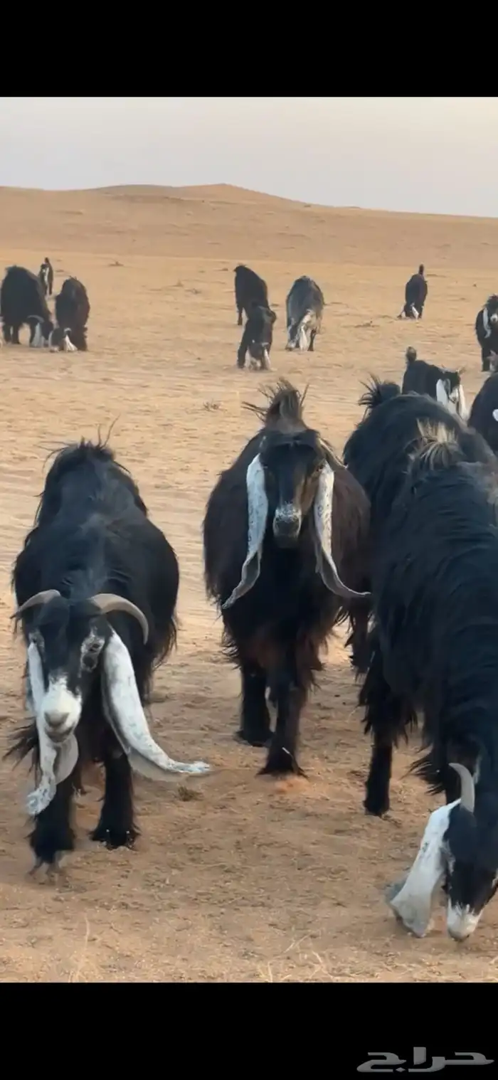 للبيع معزا العدد 90يزود ينغص عوارض طيبه 2