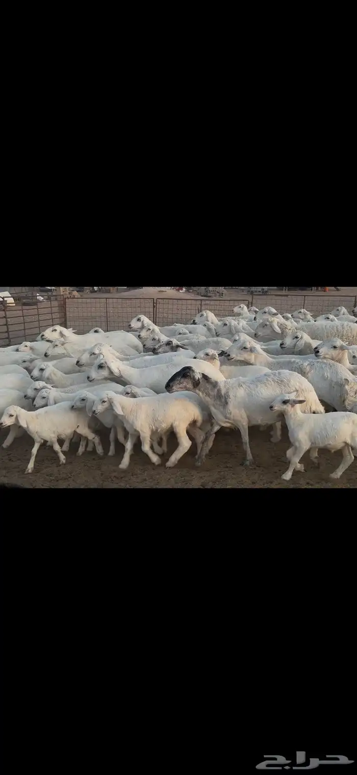 غنم حريه متابيع . 5