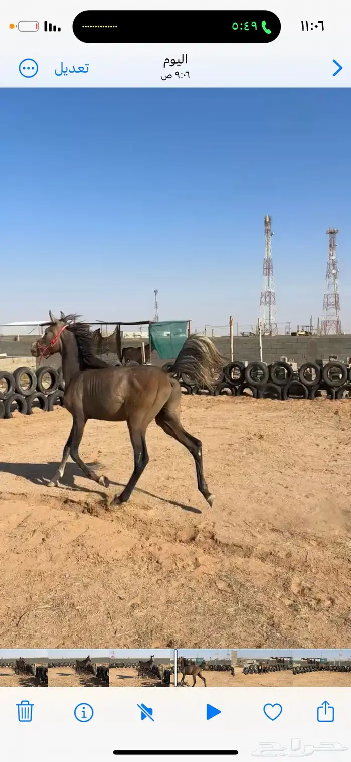 مهر واهو عربي بأوراقه 4
