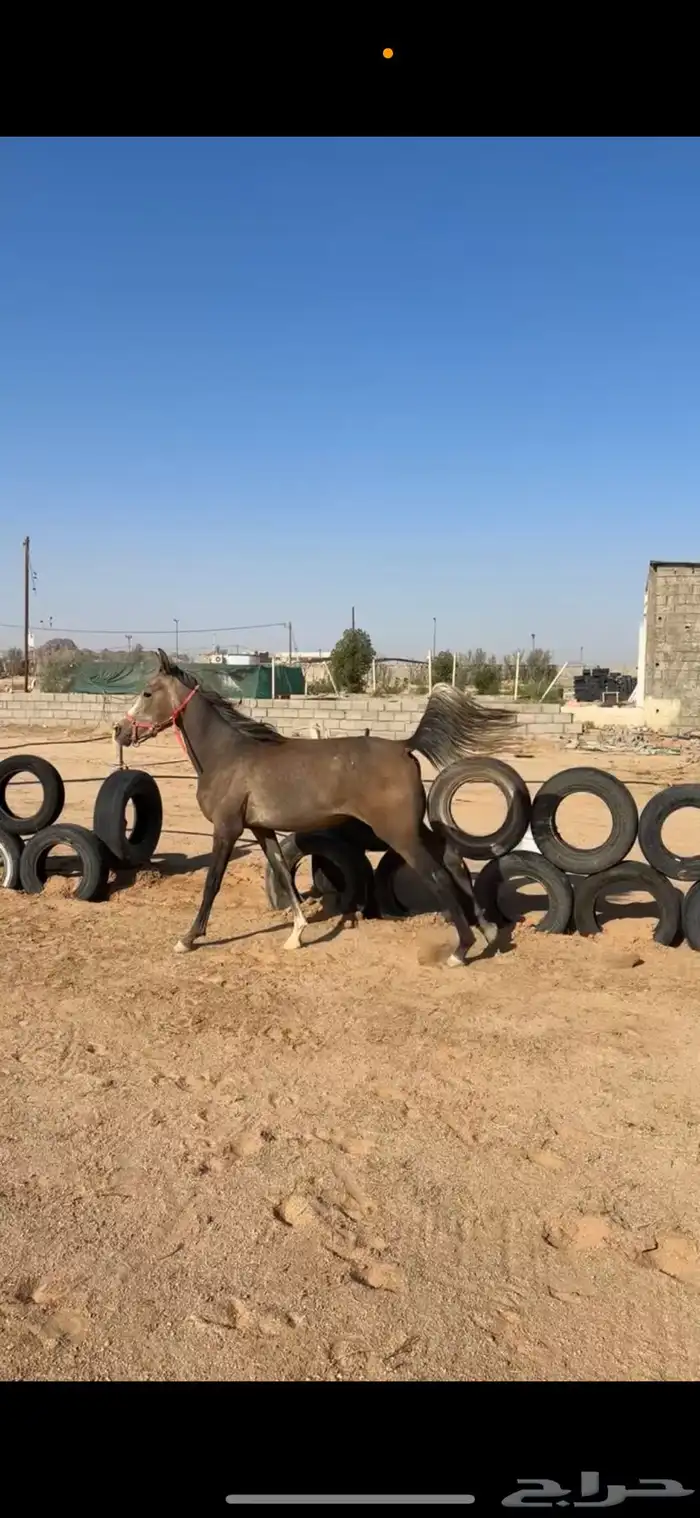 مهر واهو عربي بأوراقه 0