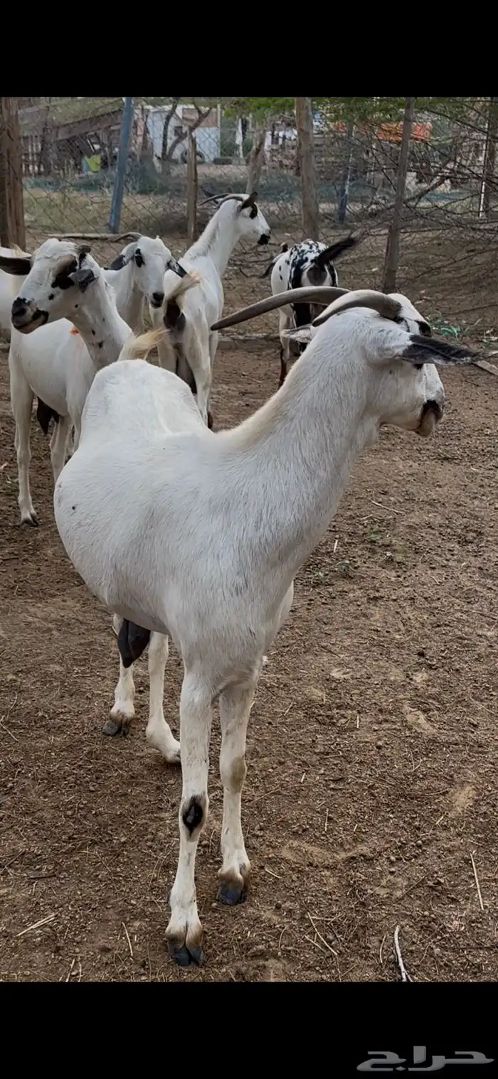 ماعز بيشيات للبيع 1