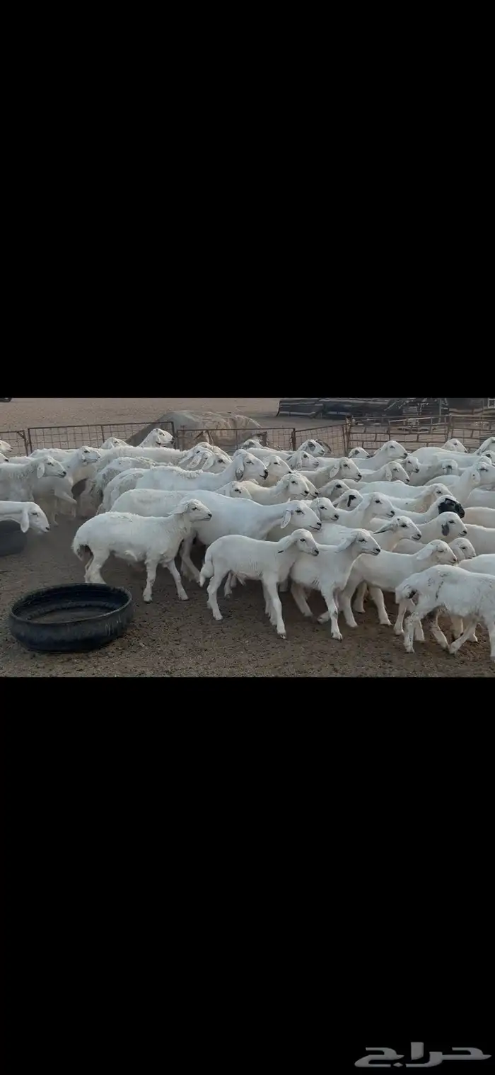 غنم حريه متابيع . 14