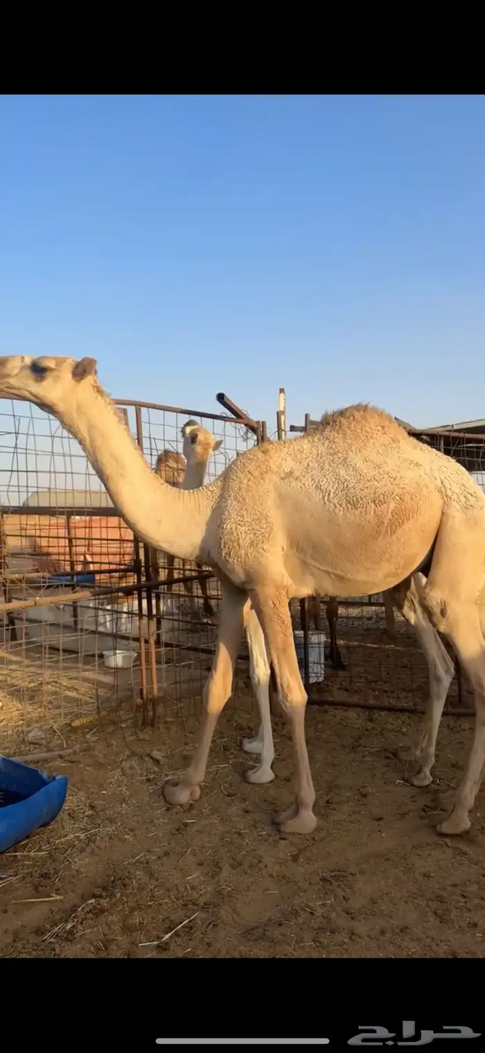مفرود قعود اشقح سمين سليم شرط 0