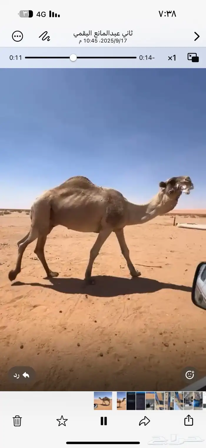 بعير فحل على بعارين ابو عجاريد 2